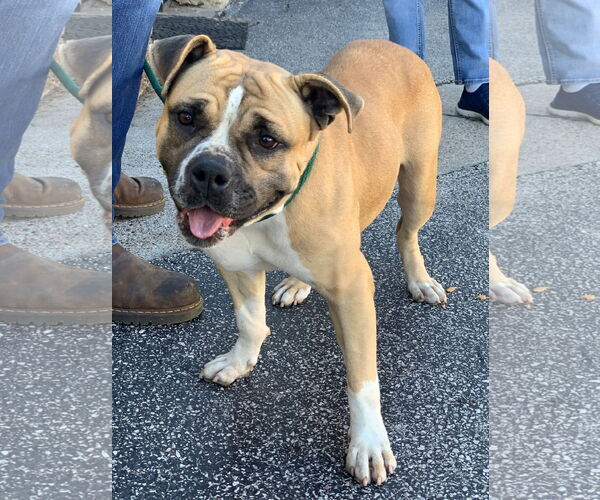 Medium Photo #4 Bulldog-Unknown Mix Puppy For Sale in Houston, TX, USA