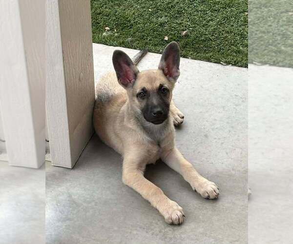 Medium Photo #5 Mutt Puppy For Sale in Imlay City, MI, USA