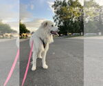 Small #4 Great Pyrenees
