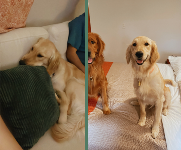 Medium Photo #1 Golden Retriever Puppy For Sale in PORTER, TX, USA