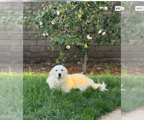 Medium Photo #3 Great Pyrenees Puppy For Sale in Dana Point, CA, USA