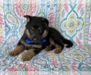 German Shepherd Dog Puppy for sale in LANCASTER, PA, USA
