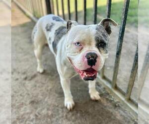 Mutt Dogs for adoption in Riverside, CA, USA