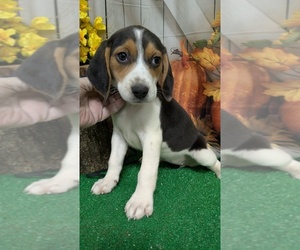Beagle Puppy for sale in HAMMOND, IN, USA