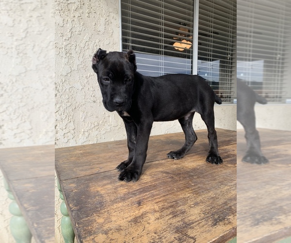 Medium Photo #1 Cane Corso Puppy For Sale in HEMET, CA, USA