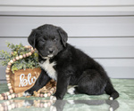 Puppy Kyp Bernedoodle-Labrador Retriever Mix