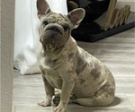 Small Photo #1 French Bulldog Puppy For Sale in JERSEY CITY, NJ, USA