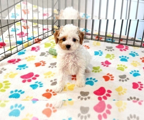 Medium Photo #4 Cavapoo (Miniature)-Poodle (Toy) Mix Puppy For Sale in ORO VALLEY, AZ, USA