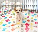 Small #3 Cavapoo (Miniature)-Poodle (Toy) Mix