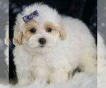 Small #2 Maltipoo