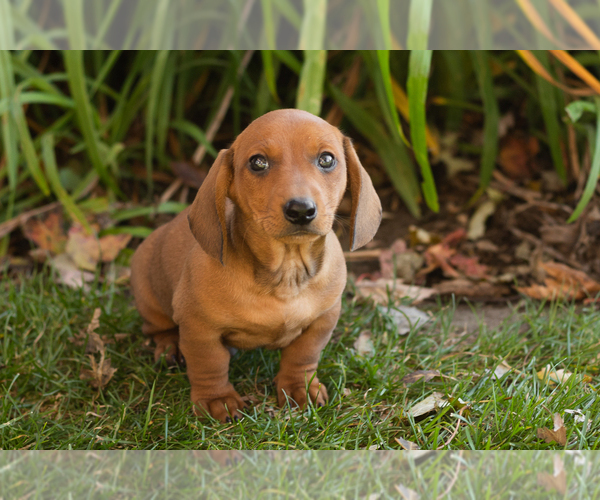 Medium Photo #1 Dachshund Puppy For Sale in WAKARUSA, IN, USA