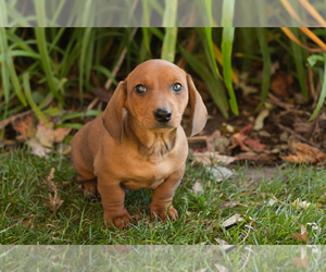 Dachshund Puppy for sale in WAKARUSA, IN, USA