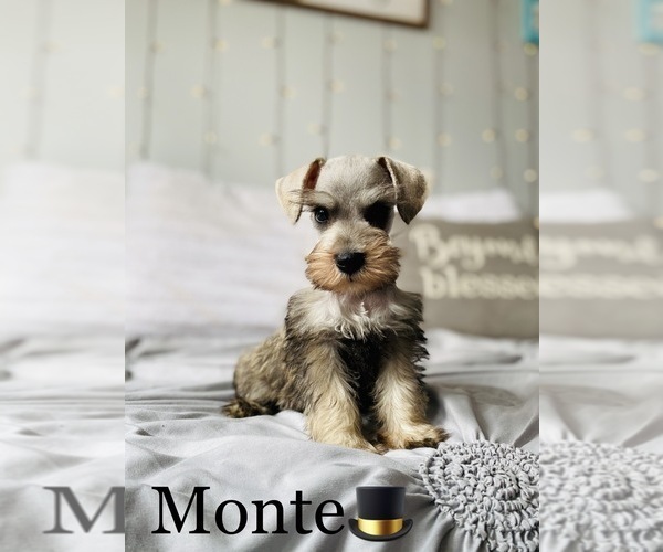 Medium Photo #6 Schnauzer (Standard) Puppy For Sale in COOKEVILLE, TN, USA