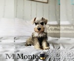 Small Photo #6 Schnauzer (Standard) Puppy For Sale in COOKEVILLE, TN, USA