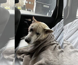 Tre - Male Labsky Dog for Adoption - Photo #3