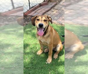 Black Mouth Cur Dogs for adoption in Sugar Land, TX, USA