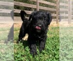 Puppy 1 Border Collie-Bordoodle Mix