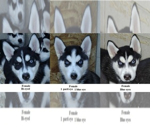 Siberian Husky Puppy for sale in KENNEWICK, WA, USA