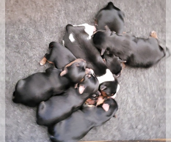 Medium Photo #3 Yoranian-Yorkshire Terrier Mix Puppy For Sale in HUDDLESTON, VA, USA