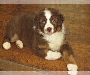 Medium Australian Shepherd