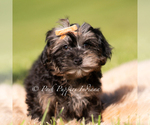 Small #1 Yorkipoo
