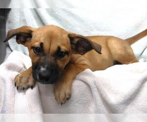 Mutt Dogs for adoption in Thief River Falls, MN, USA