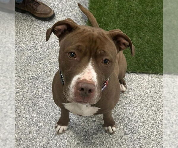 Medium Photo #5 American Pit Bull Terrier-American Staffordshire Terrier Mix Puppy For Sale in Techny, IL, USA