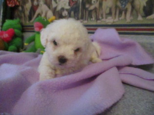 Bichon Frise Puppy for sale in NEW FLORENCE, MO, USA