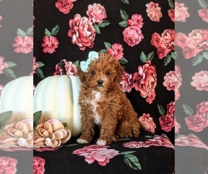 Poodle (Toy) Puppy for sale in ELKTON, MD, USA
