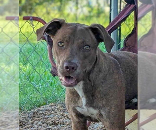 Medium Photo #2 Labrador Retriever-Unknown Mix Puppy For Sale in Anniston, AL, USA