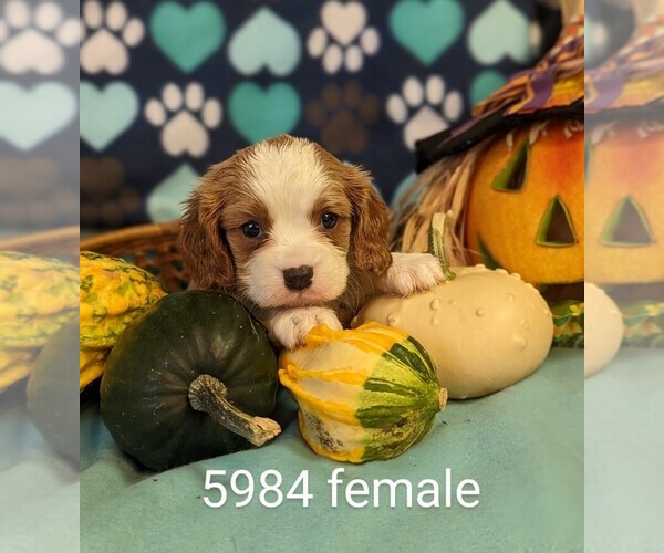 Medium Photo #2 Cavalier King Charles Spaniel Puppy For Sale in CLARE, IL, USA