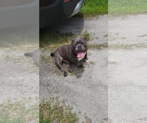 Bulldog-Unknown Mix Dogs for adoption in Cape May, NJ, USA