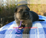 Small #4 German Shepherd Dog