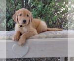 Small Golden Retriever