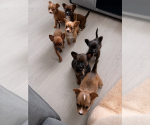 Chihuahua Puppy for Sale in SAN ANTONIO, Texas USA