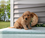Small Photo #11 Golden Retriever Puppy For Sale in WOLCOTTVILLE, IN, USA