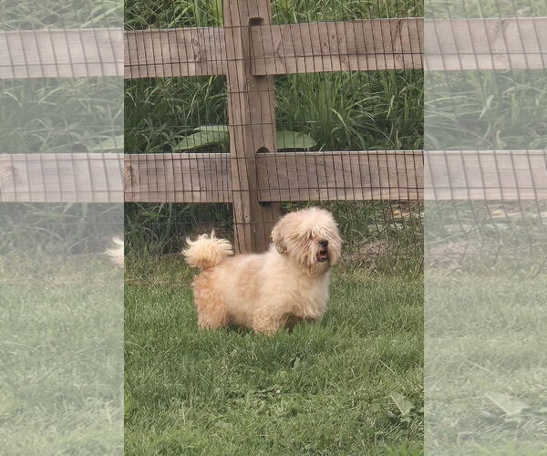 Medium Photo #2 Shih Tzu Puppy For Sale in Pottstown, PA, USA