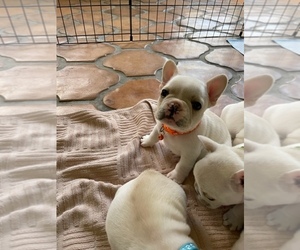 French Bulldog Puppy for sale in ENCINITAS, CA, USA