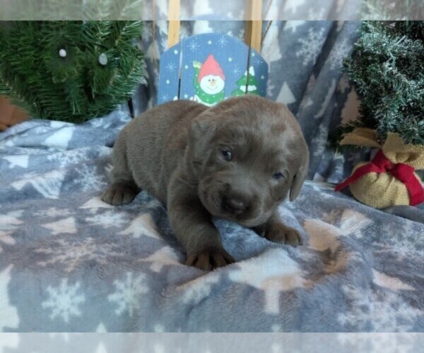 Medium Photo #24 Labrador Retriever Puppy For Sale in PALMYRA, VA, USA