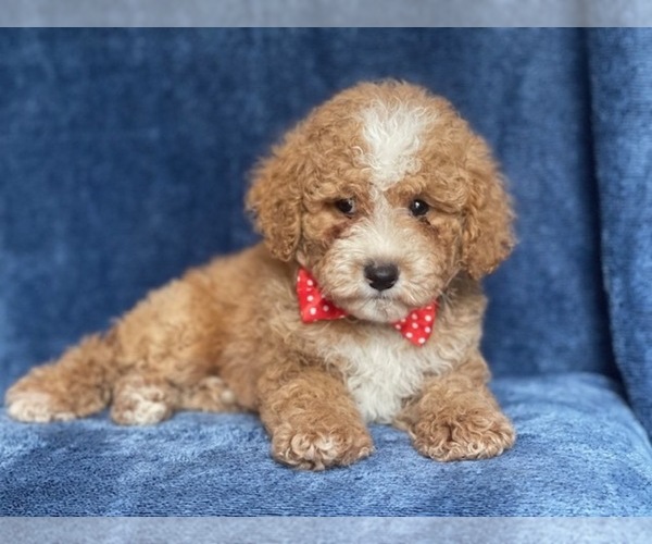Medium Photo #8 Poodle (Miniature) Puppy For Sale in LAKELAND, FL, USA
