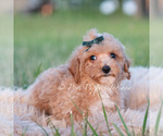 Small #7 Maltipoo (Toy)