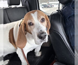 Basset Hound Dogs for adoption in Brookville, OH, USA
