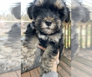 Poodle (Toy)-Yorkshire Terrier Mix Puppy for sale in SENECA, SC, USA
