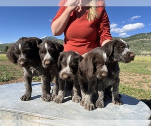 German Wirehaired Pointer Puppy for sale in SMOOT, WY, USA