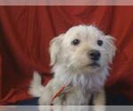 Small Tibetan Terrier