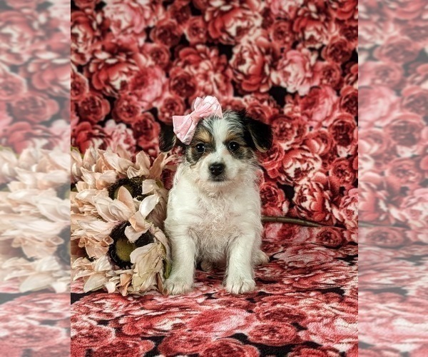 Medium Photo #1 Cavapoo Puppy For Sale in ATGLEN, PA, USA