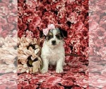 Small Photo #1 Cavapoo Puppy For Sale in ATGLEN, PA, USA