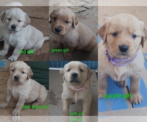 Golden Retriever Puppy for sale in WAKE FOREST, NC, USA
