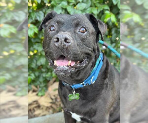 Medium Photo #2 Mutt Puppy For Sale in Woodland, CA, USA