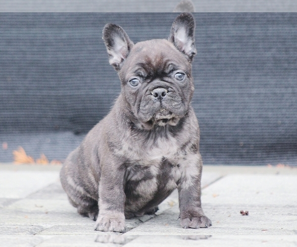 Medium Photo #6 French Bulldog Puppy For Sale in BOSTON, MA, USA